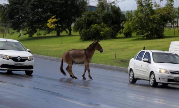 Accident de la route à cheval