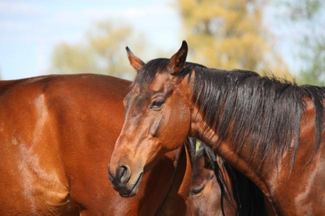 Protection animale et bien-être équin : le cadre légal à connaître